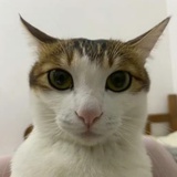 女人花