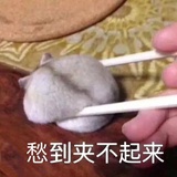 芝士mini丸子🧀