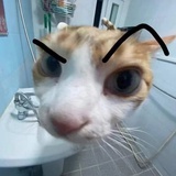 她的猫