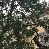 大江向东流