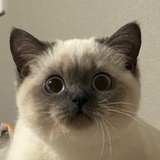 大鹅