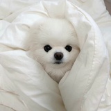koko