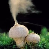 大蘑菇୧⍤⃝🍄