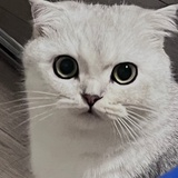 momo