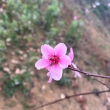 赵梨鹤