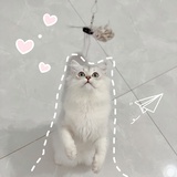 芝士猪猪