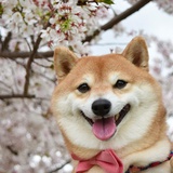 不做心碎修勾