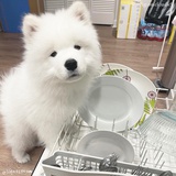 叽卡语