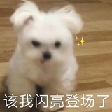 小狗登场