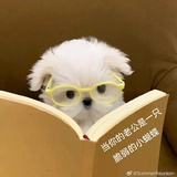 🥺运动会戒断版