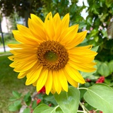 Sun Flowers 🌻