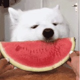 玖