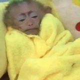 爱抽奖的小朋友