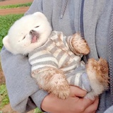 李赫载歌载舞
