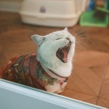 虾壳