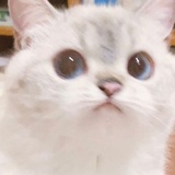 涂笔羊🐑