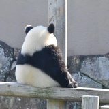 🐼（不想读书）