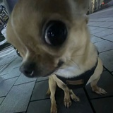 爱喝茉莉清茶