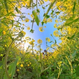 油菜花