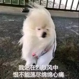 一只momo