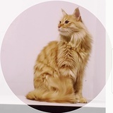 波灵猫