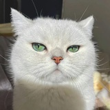 养鱼达人