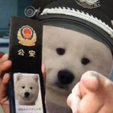 小狗警官