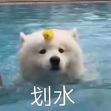 百分百黑巧