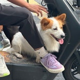 狗子玩蛋