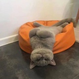 桂花酒和猫