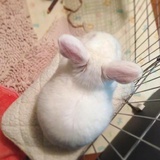 不吃生姜