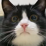 逻辑猫