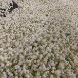 探寻茶的故事