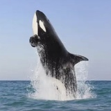 海洋gai溜子