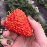 摘草莓啦