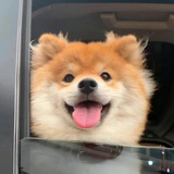 茄松
