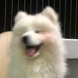 馋猫大叽