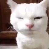 逆徒休要犟嘴