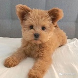无语不活了