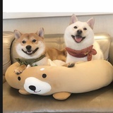 舒坦快乐