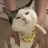 古德猫宁