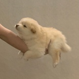 pyxx0625