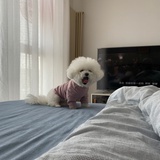 泡沫