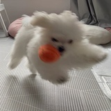 喜欢养猫