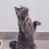 Ppppp