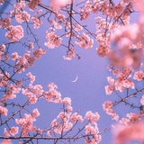 jshyd