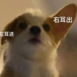 樊振东（已爆）