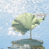 阿菲