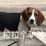 唯爱狗勾