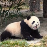 森林来信